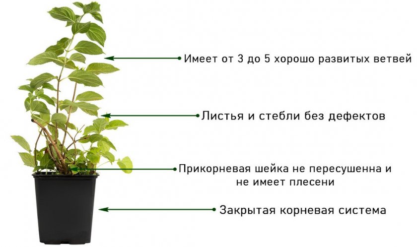 Признаки качественного саженца гортензии