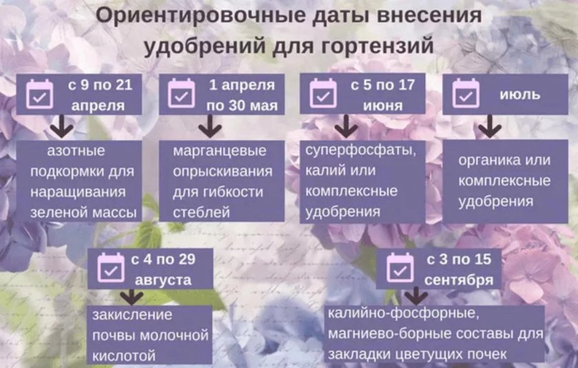 Удобрение гортензии