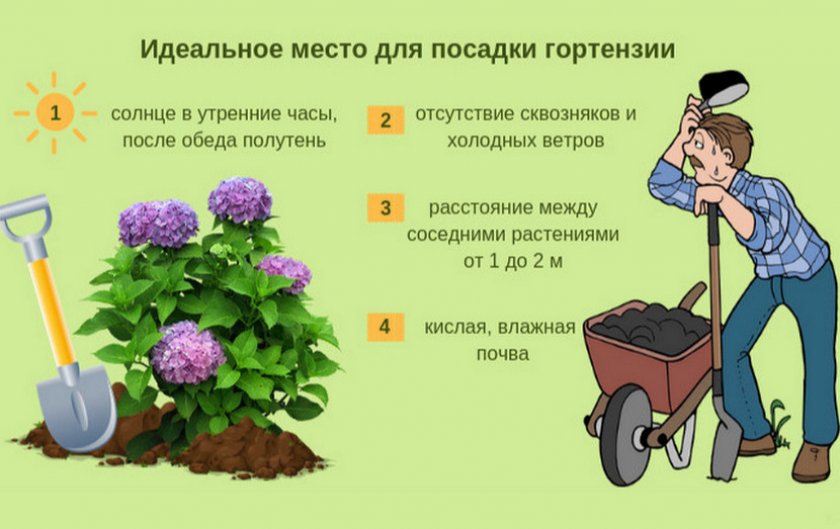 Выбор места для посадки гортензии