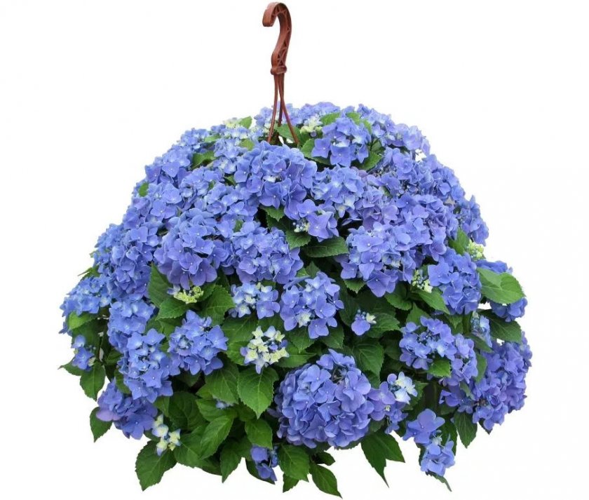 Ампельная гортензия