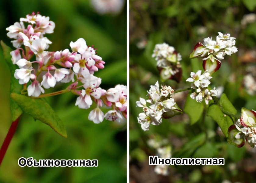Обыкновенная и многолистная гречиха