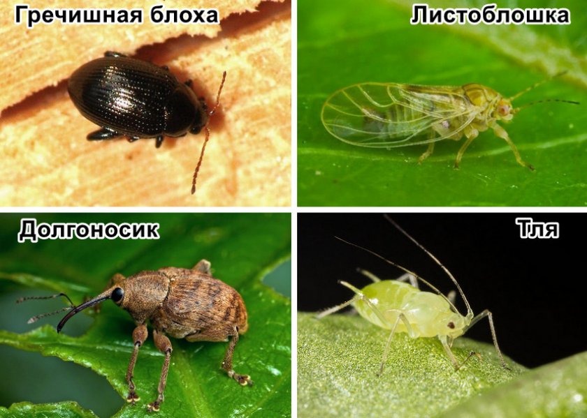Вредители гречихи