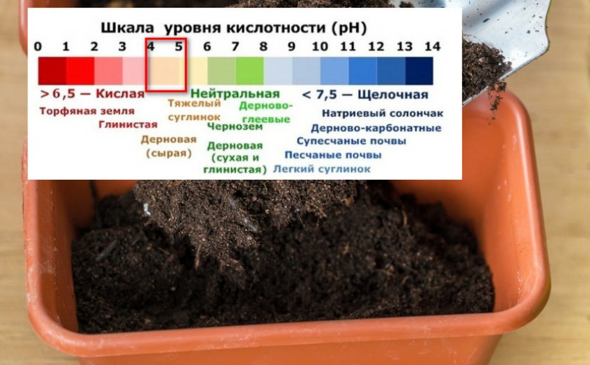 Кислотность почвы для рододендрона