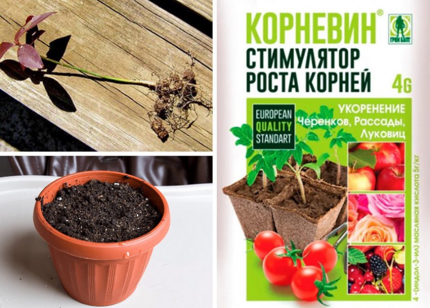 Размножение черенками