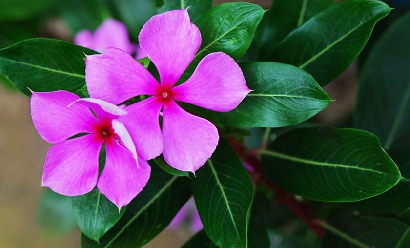 Барвинок Catharanthus roseus