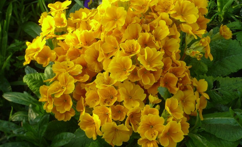 Примула Salom Golden Yellow