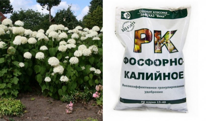 Подкормка древовидной гортензии