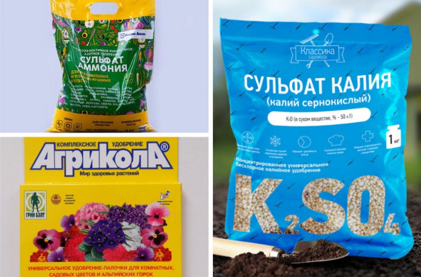 Подкормки для крупнолистной гортензии