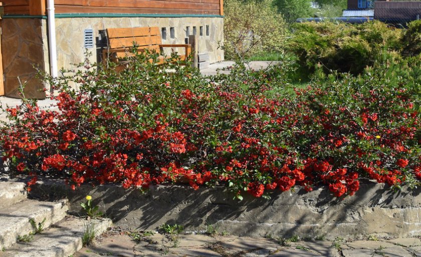 Живая изгородь