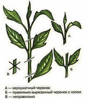 Черенки