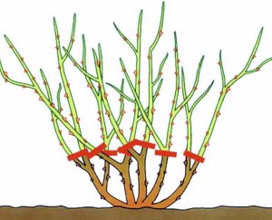 Схема обрезки роз