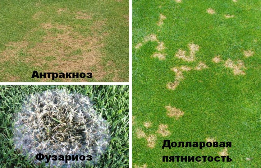 Болезни газона