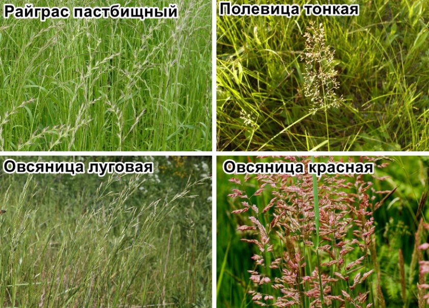 Хорошие соседи для полевицы побегоносной