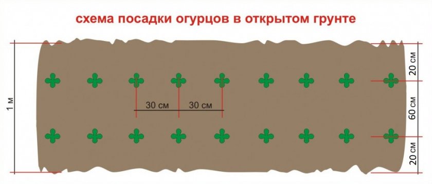 Схема посадки огурцов в открытом грунте