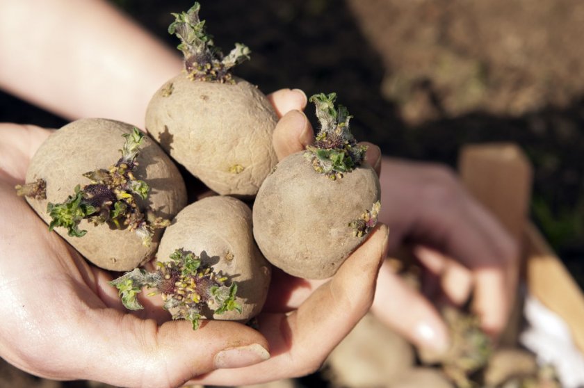 Выращивание картошки в мешках