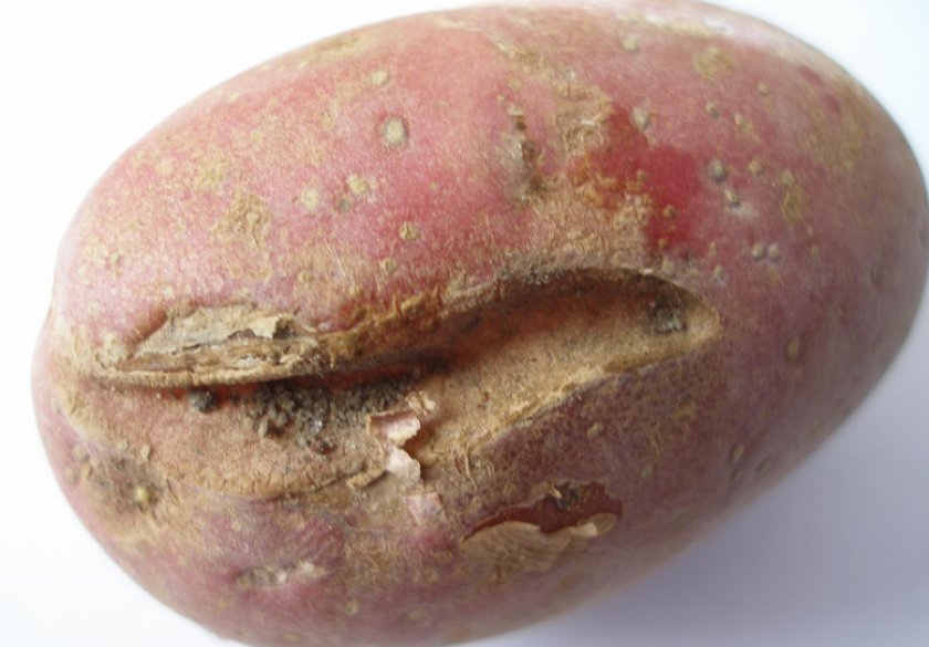 Картофельная нематода