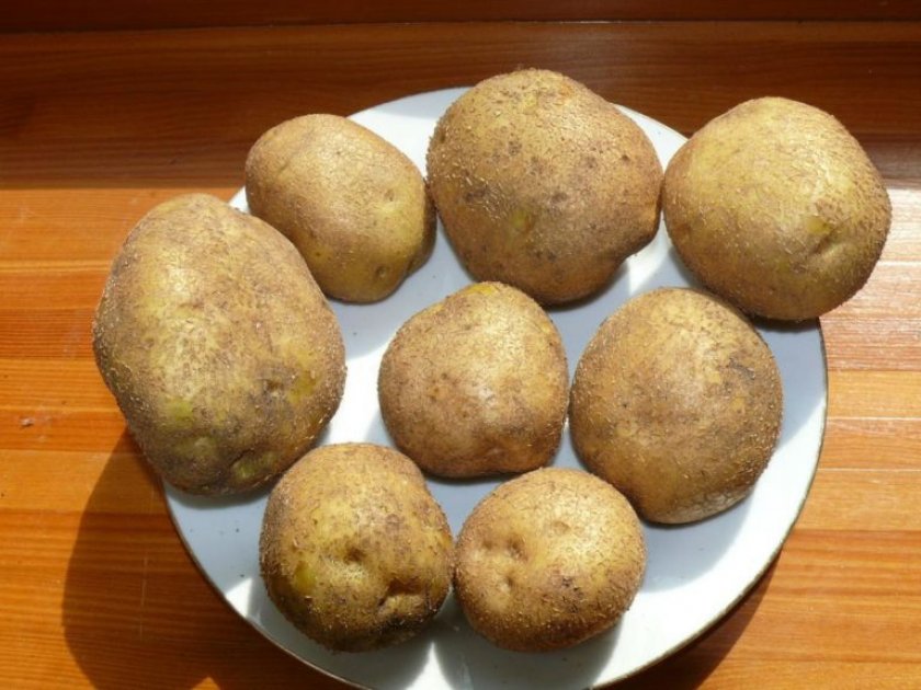 Характеристика и описание сорта