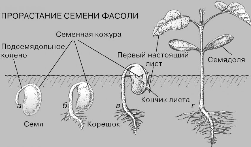 Прорастание семени фасоли