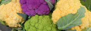 Сроки дозревания цветной капусты