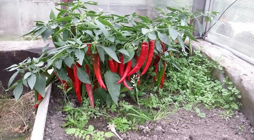 Китайский огонь
