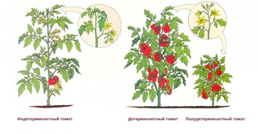 Сорта томатов