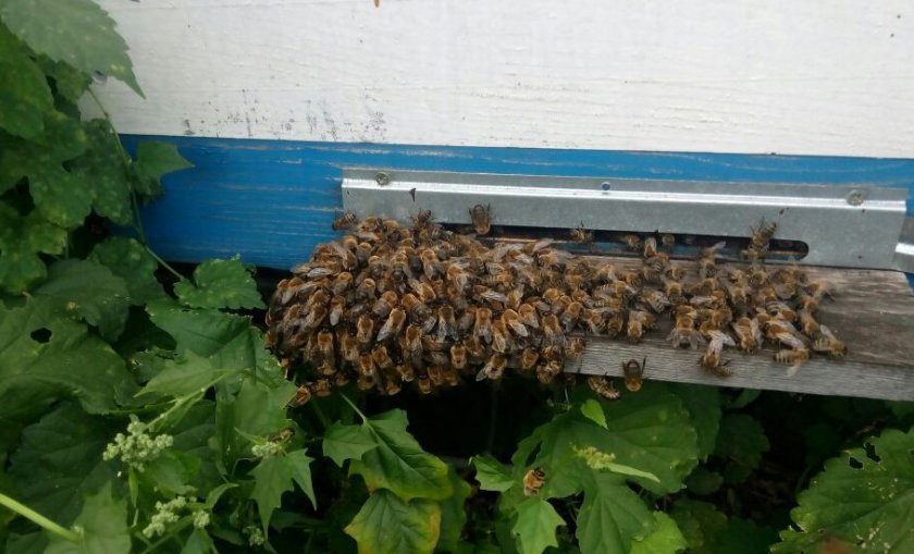 Пчёлы выгоняют трутней