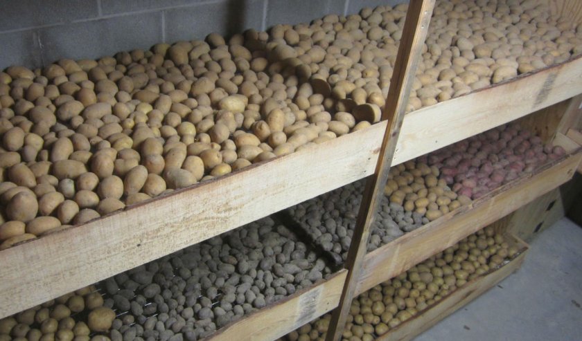 Хранение картофеля в подвале
