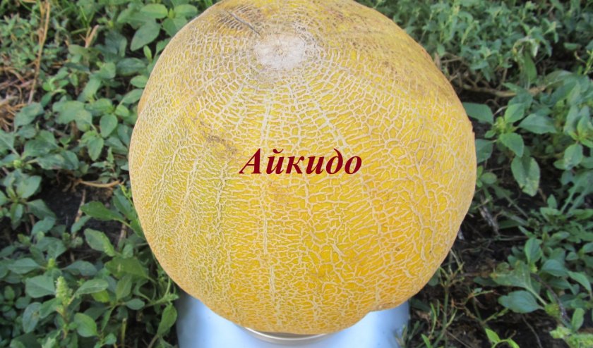 Дыня Айкидо