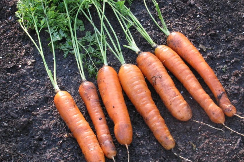 Подготовка моркови к хранению