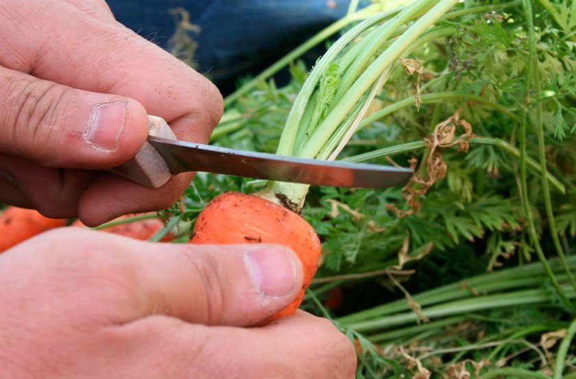 Обрезка морковной ботвы