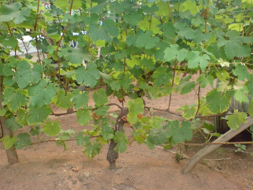 Веерный куст винограда