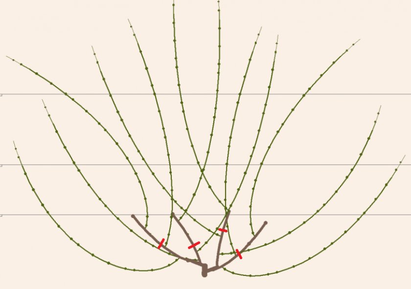 Многорукавная схема формировка винограда
