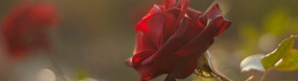 Удобрение для роз: чем удобрять розы осеню, как приготовить удобрения, сколько и как правильно вносить