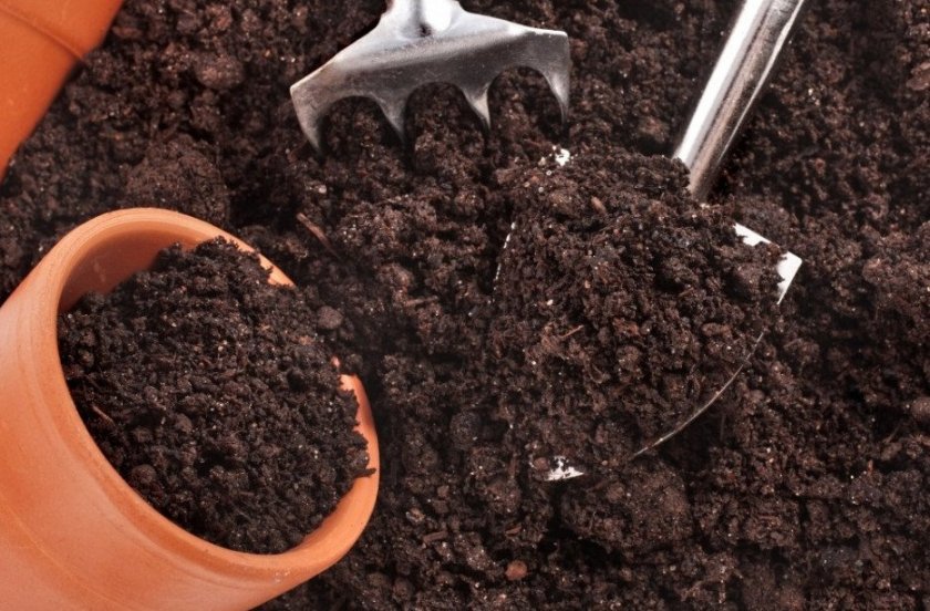 Почва для выращивания рассады