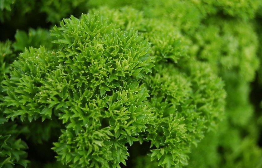 Листовая кудрявая