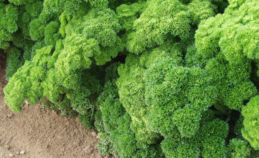 Сорт петрушки Кучерявец