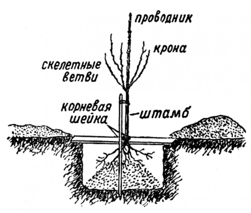 Схема посадки саженца