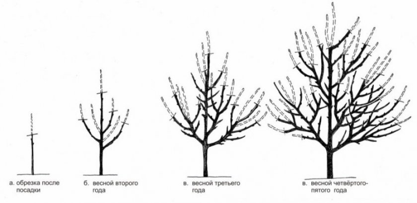 Обрезка и формирование высокорослых слив