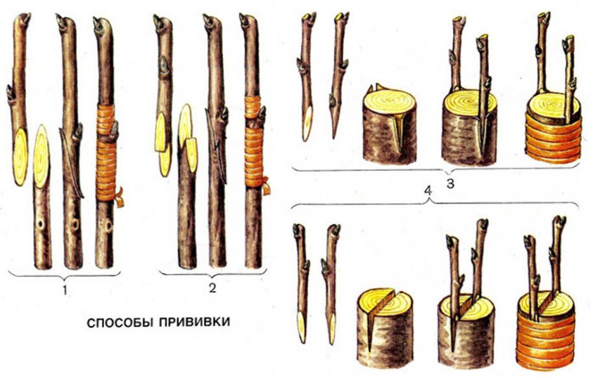 Способы прививки сливы