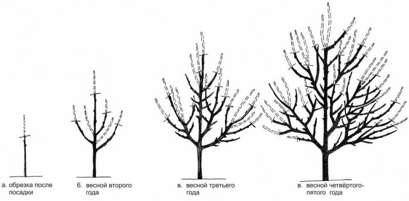 Схема формировки груши