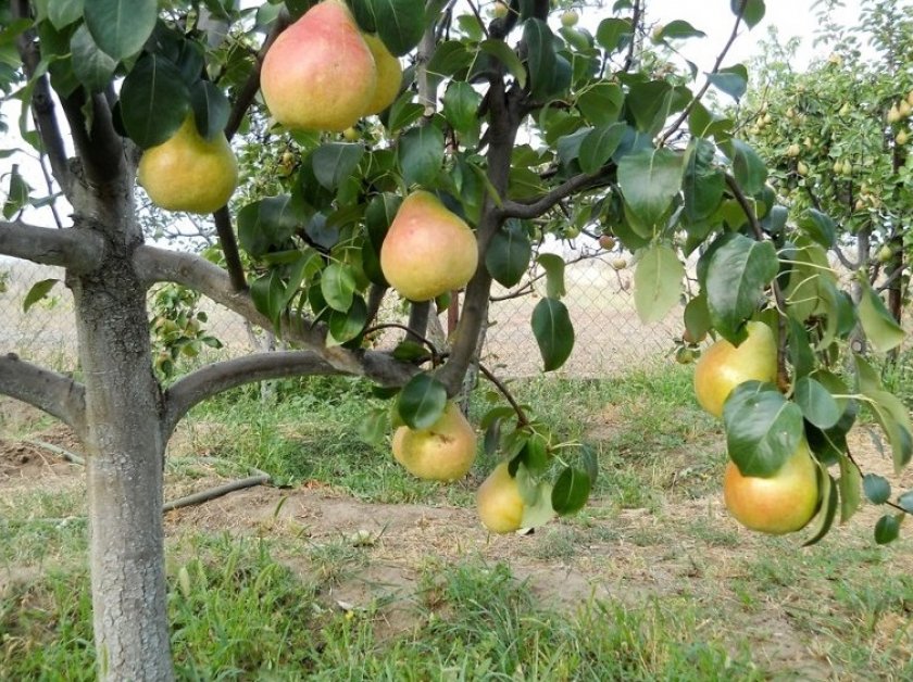 Груша Лесная красавица