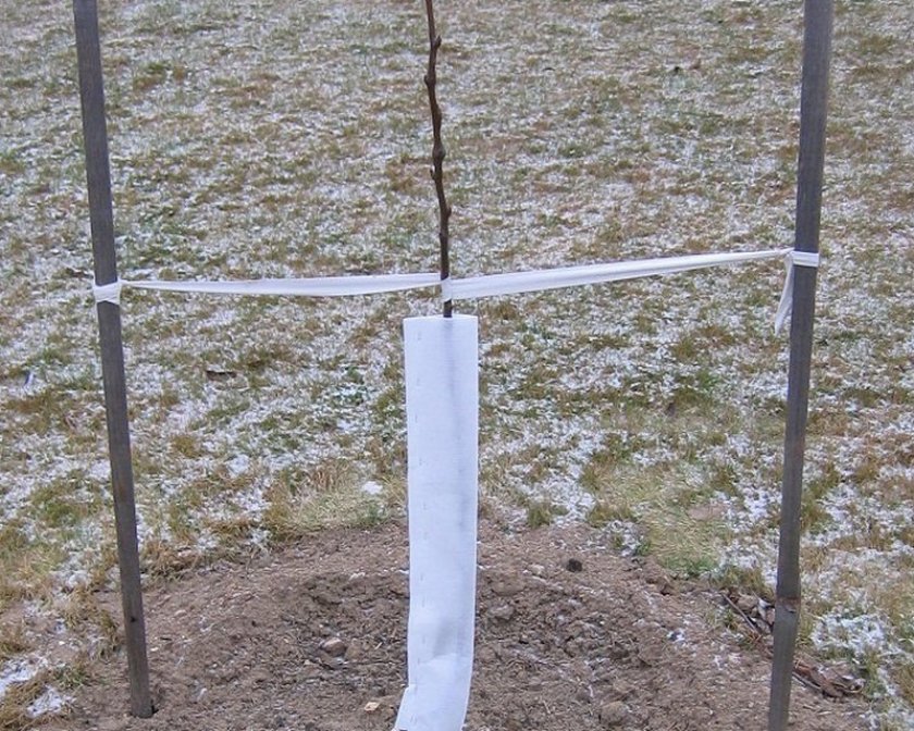 Молодая груша