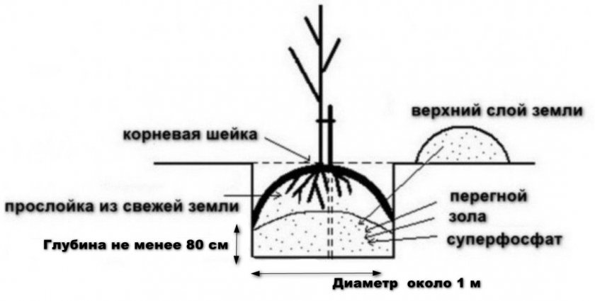 Схема посадки саженца груши