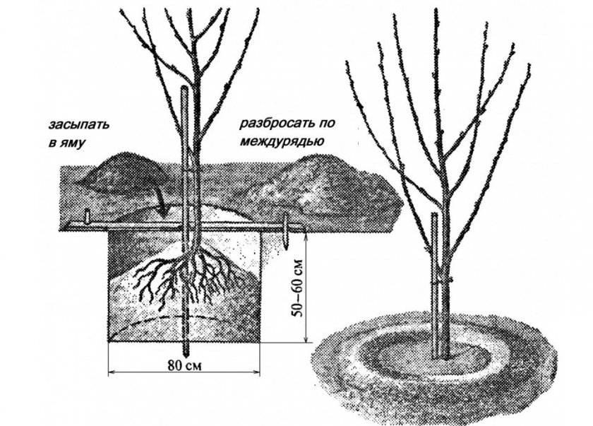 Схема посадки груши