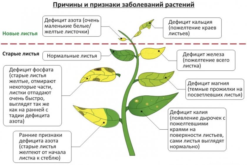 Причины и признаки заболевания листьев