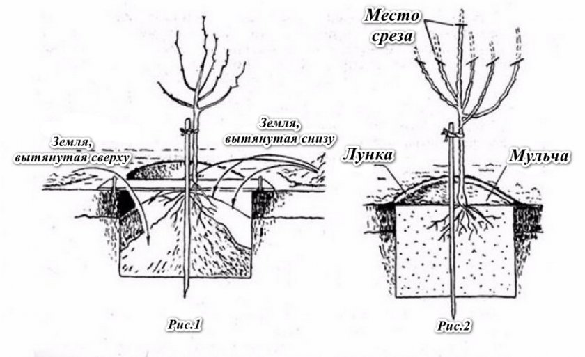 Схема посадки яблоневого саженца