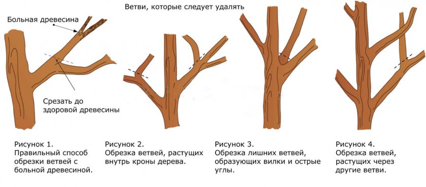 Санитарная обрезка плодового дерева