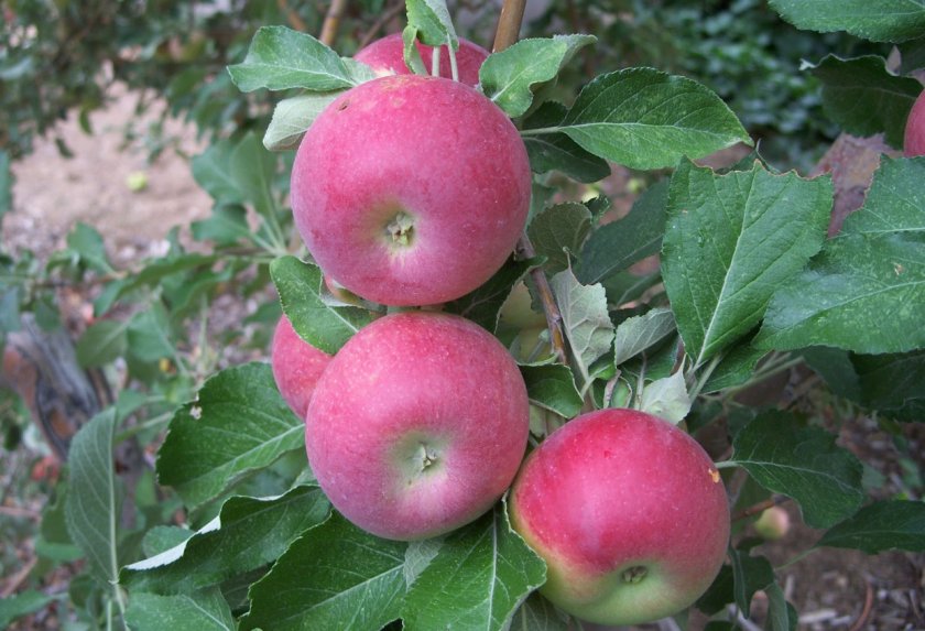 Плоды яблок Джонатан