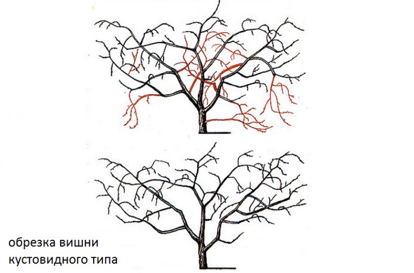 Как обрезать вишню кустовидного типа