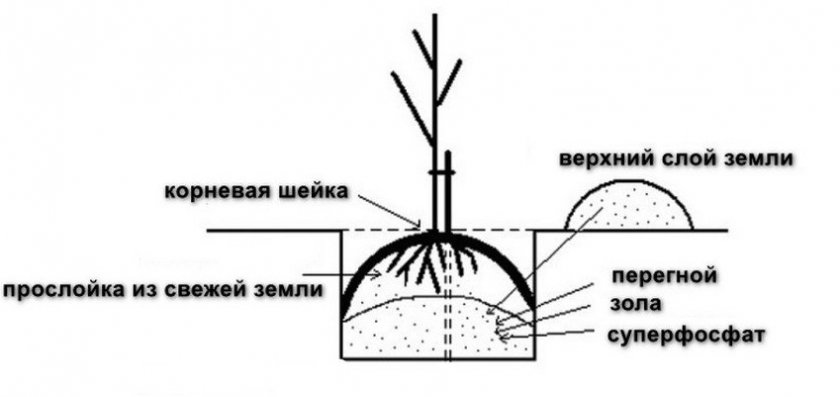 Схема посадки саженца груши